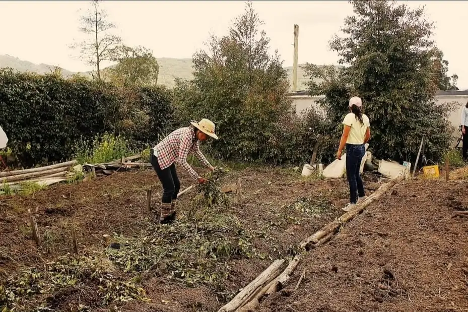 Brote creciendo en tierra de compost oscuro