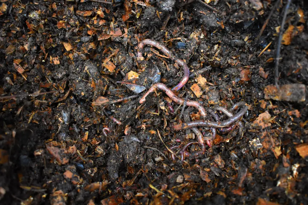 Lombrices rojas trabajando una cama de compost